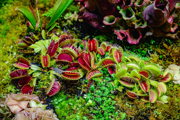 Tropical forest with carnivorous plants