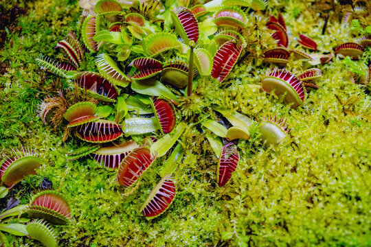 Tropical forest with carnivorous plants