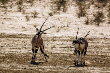 Two South African Oryx dueling in dry land in Kgalagadi transfrontier park, South Africa; specie...