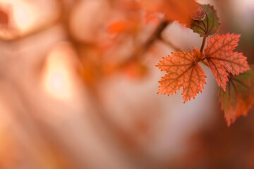 Closeup of beautiful nature view orange red maple leaf on blurred leaf background in garden with copy space using as background wallpaper page concept.
