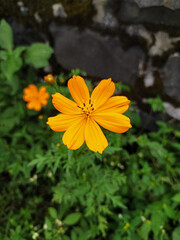 yellow flower on green background