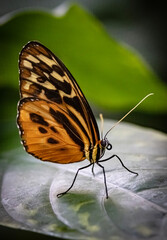 Obraz premium butterfly on a leaf