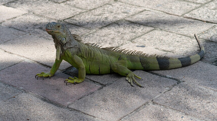 iguana verde de cuerpo completo parada sobre piso de adoquin  - obrazy, fototapety, plakaty