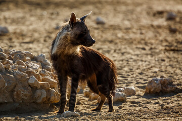 Fototapeta premium Brown hyena standing front view en dry land in Kgalagadi transfrontier park, South Africa; specie Parahyaena brunnea family of Hyaenidae