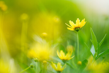 Closeup of yellow flower under sunlight with green leaf nature background with copy space using as natural plants landscape, ecology wallpaper cover page concept.