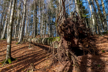 A large tree has its roots uncovered after being uprooted from the ground, Badia Prataglia, Arezzo,...