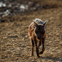 Fototapeta premium Brown hyena injured walking front view on dry land in Kgalagadi transfrontier park, South Africa; specie Parahyaena brunnea family of Hyaenidae
