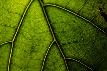Closeup leaf texture. Green tropical plant close-up. Abstract natural floral background Selective focus, macro. Flowing lines of leaves