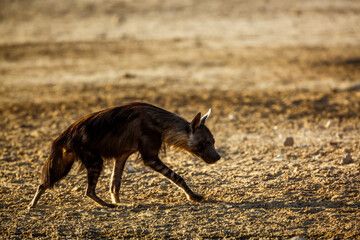 Brown hyena walking backlit in dry land in Kgalagadi transfrontier park, South Africa; specie Parahyaena brunnea family of Hyaenidae