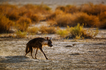 Brown hyena walking backlit in dry land in Kgalagadi transfrontier park, South Africa; specie Parahyaena brunnea family of Hyaenidae