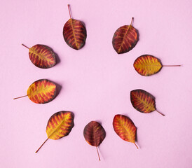 Round pattern of autumn leaves on a pink background. Leaf frame banner with place for text
