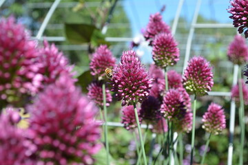 Obraz premium Flower with Bee