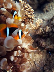 red sea clown fish