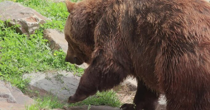 Eurasian Brown Bear in captivity