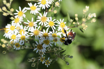 Wildflowers of Nova Scotia, Canada
