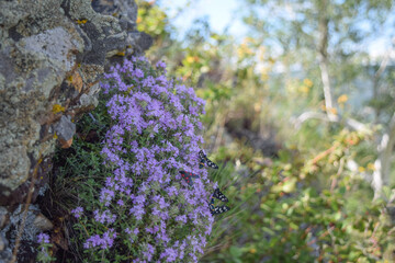 Thyme grows on a stone covered with lichen on a summer day