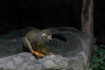 Close up Common Squirrel Monkey, Saimiri Sciureus