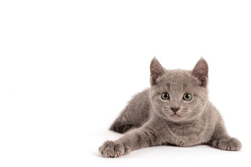Sweet Blue Russian Kitten isolated on white Background