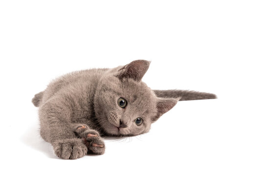 Playfull Blue Russian Kitten with White Background