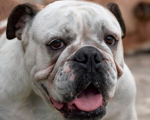 
Portrait of a bulldog breed dog