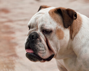 
Portrait of a bulldog breed dog