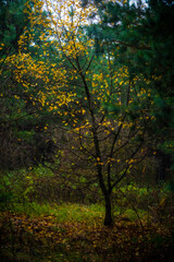 Fototapeta premium Autumn. Birches in a pine forest. Ukraine, Kharkiv region