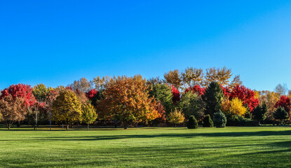 Naklejka premium autumn in the park