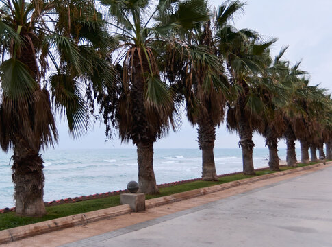 Group Of Palm Trees Lined Up By The Ocean