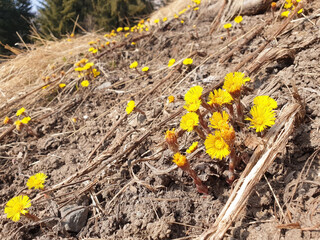 Yellow tussilago farfara flowers bloom in dry grass in forest. - obrazy, fototapety, plakaty