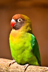 Fototapeta na wymiar a beautiful coloured songbird, agapornis fischeri