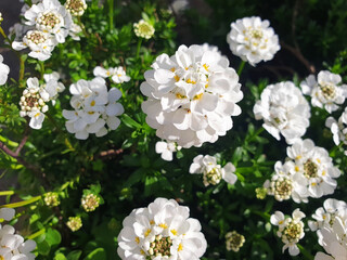 White iberis flower blooms on a bush.