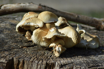 Some beatiful mushrooms on a log