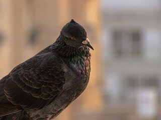 pigeon on a fence
