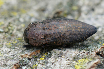 Closeup on one of the larger brown jewel beetles from the Gard, Capnodis tenebricosa