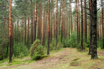 Pine forest