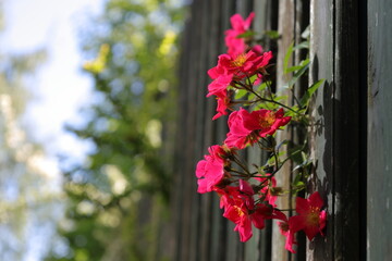 Pink garden roses growing by the wooden fence 