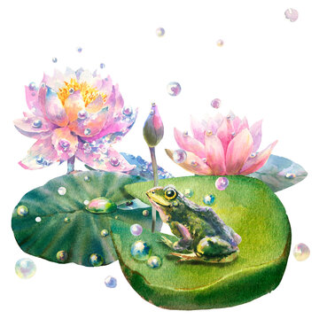 Watercolor illustration of water lily with dew drops and frog and bubbles, isolated on white background.