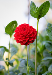 red facet flower in garden