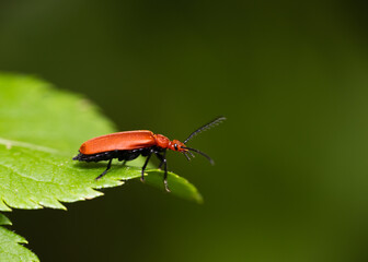 red fire beetle on tour