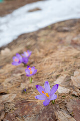 Obraz na płótnie Canvas blue saffron on snow background
