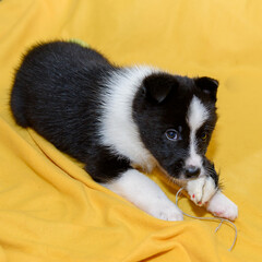 Puppy black and white with a toy on a yellow blanket. Cute baby dog playing. 