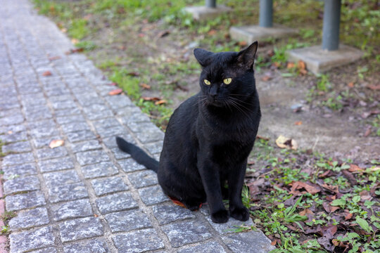 黒猫