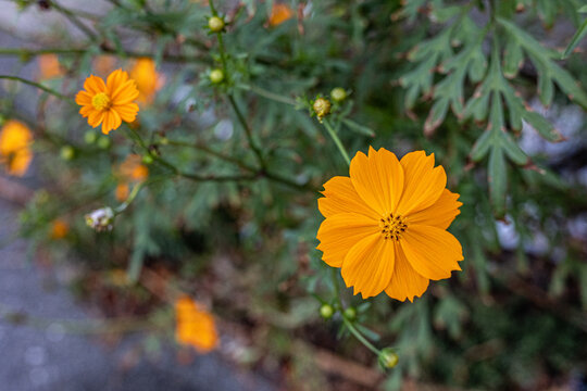 花