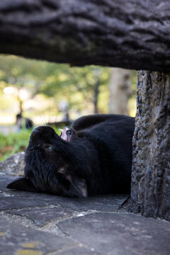 黒猫