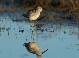 Stilt Sandpiper and its reflection in the golden hours.  