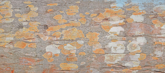 Embossed texture of the brown bark of a tree with green moss and lichen on it. Expanded circular...