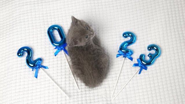 Happy New Year with Cat. Cute Gray Scottish Kitten Sitting on a Soft Knitted Blanket. Postcard 2023. Happy Celebration. Animal, Pet. Funny Kitty among Blue Numbers of New Year on White. Christmas Cat