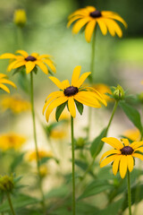 yellow flower in the garden 