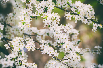 Plum spring flowers
