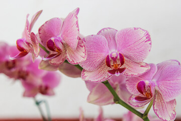Fototapeta na wymiar Flores de orquídeas con un hermoso color 